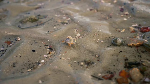 Sea krab looking for food on a tropical beach.