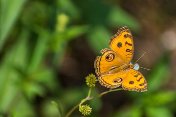 butterfly and flower