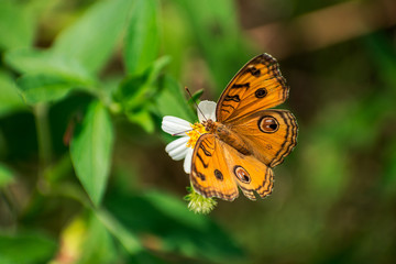 butterfly and flower