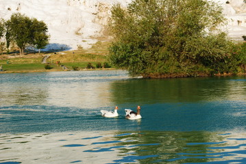 Fototapeta na wymiar White ducks in the lake