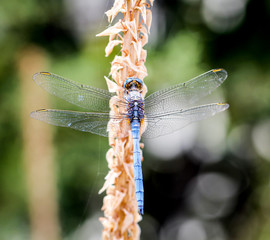 Blaue Libelle an einer Pflanze