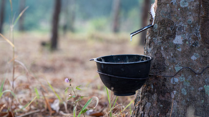 Tapping latex rubber tree at asia Thailand