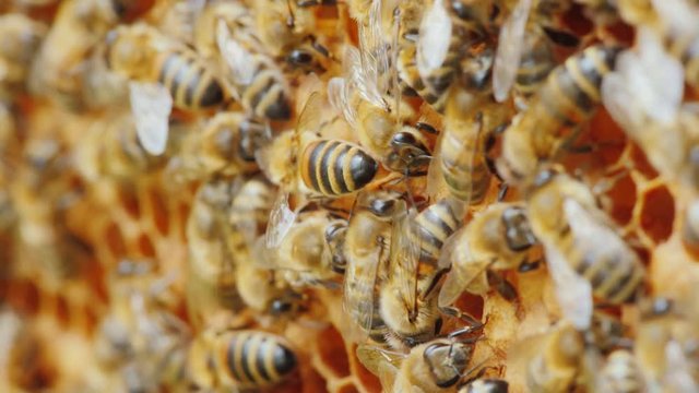 Entertaining bee life, amicable team work on the creation of delicious honey