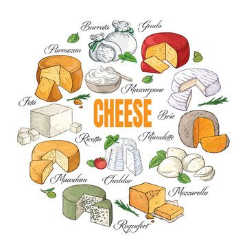Collection of Cut sliced cheese assortment. Vector illustration.