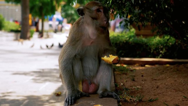 Wild monkey eating a banana.