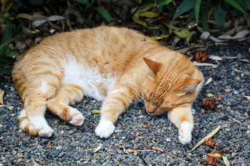 Portrait einer Katze 