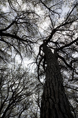 prospettiva di pini marittimi senza foglie 