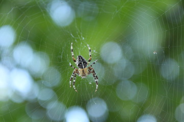 capturing in the spider web,