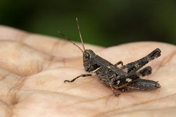 Black grasshopper on the palm,macro image rufous legged grasshopper,xenocatantops humilis