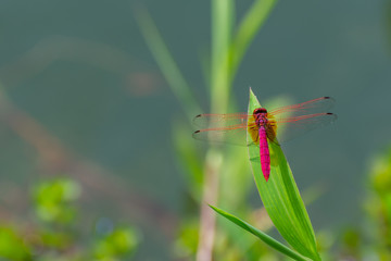 dragonfly on green grass