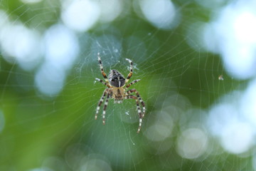 capturing in the spider web,