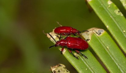 Macro shot of red beetle on nature background