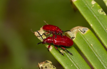 Macro shot of red beetle on nature background