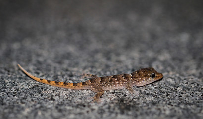 Gran-Canaria-Rieseneidechse, Kanareneidechse, Gekko 