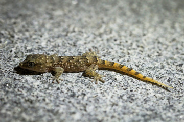 Gran-Canaria-Rieseneidechse, Kanareneidechse, Gekko 