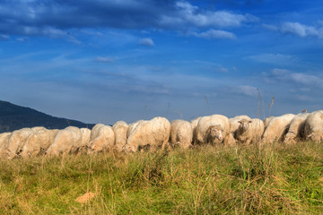 Obraz premium Flock of sheep grazing.