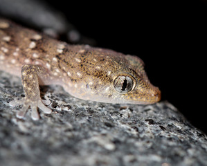 Gran-Canaria-Rieseneidechse, Kanareneidechse, Gekko 