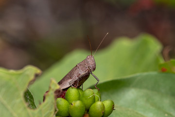 Macro image of the white shoulder grasshopper,apalacris varicornis gasshopper on green lace