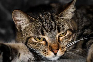 Portrait einer Katze 