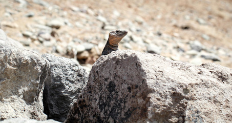Gran-Canaria-Rieseneidechse, Kanareneidechse, Gekko 