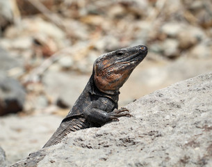 Gran-Canaria-Rieseneidechse, Kanareneidechse, Gekko 