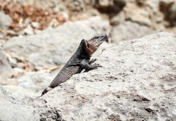 Gran-Canaria-Rieseneidechse, Kanareneidechse, Gekko 