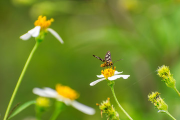 moth on flower