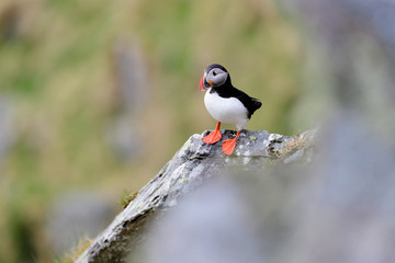 Atlantic puffin (Fratercula arctica) at Runde island, Norway