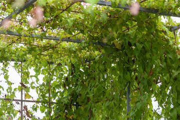 purple flower pergola and leaves in the garden