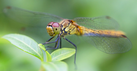 dragonfly, unique shot macro 