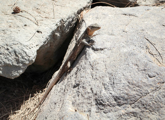 Gran-Canaria-Rieseneidechse, Kanareneidechse, Gekko 