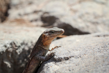 Gran-Canaria-Rieseneidechse, Kanareneidechse, Gekko 