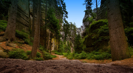 Avenue in the forest among trees and rocks, Adršpach, Czech Republic 