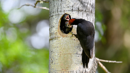 Black woodpecker (Dryocopus martius)