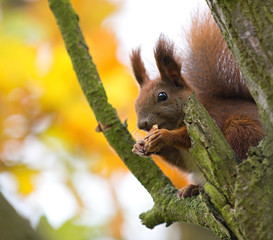 squirrel eating a nut sitting on a tree © Robert