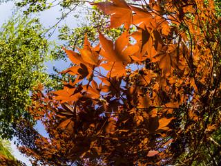 Red leaves of the maple glow in the rays of the sun. Fisheye image
