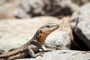 Gran-Canaria-Rieseneidechse, Kanareneidechse, Gekko 