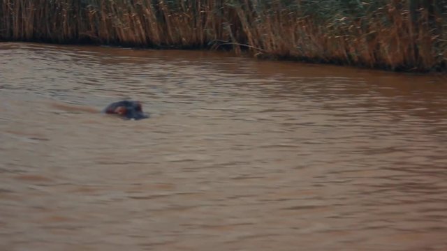 Some Hippopotamus found in South africa in June 2018 in the river of Santa Lucia