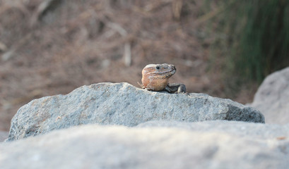 Gran-Canaria-Rieseneidechse, Kanareneidechse, Gekko 