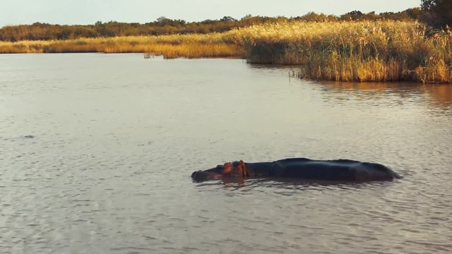 Some Hippopotamus found in South africa in June 2018 in the river of Santa Lucia