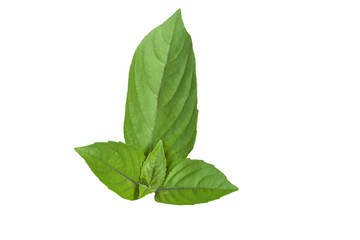 Basil leaves isolated on white background