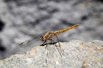 Gelbe Libelle auf einem Stein