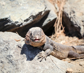 Gran-Canaria-Rieseneidechse, Kanareneidechse, Gekko 