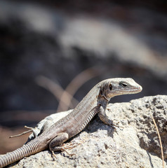Gran-Canaria-Rieseneidechse, Kanareneidechse, Gekko 
