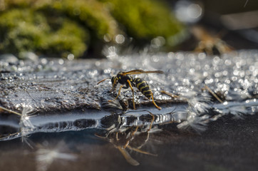 Wasp drinks water on a hot day