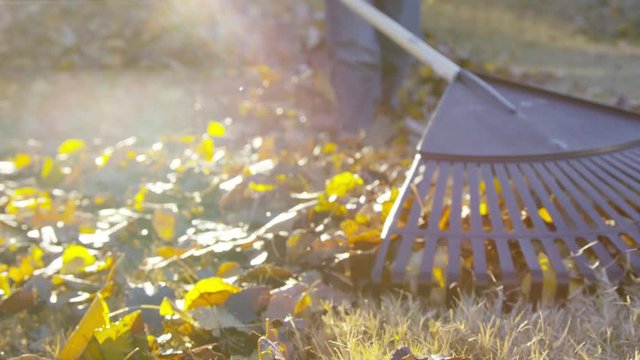 Close on a rake pulling leaves into a pile