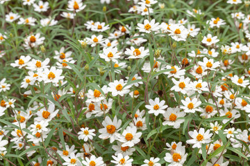 Fototapeta premium close up of Sulfur Cosmos flower in the garden