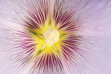 Flowering mallow close-up.