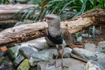 pied plover bird, Vanellus cayanus from south america in tropical jungle environment