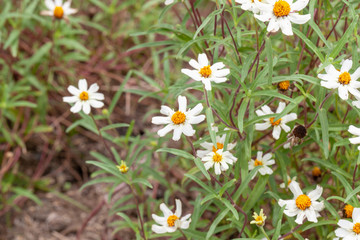 close up of Sulfur Cosmos flower in the garden